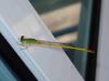 Ceriagrion indochinense